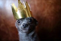 Chihuahua cão vestindo uma coroa de ouro, vista close-up — Fotografia de Stock
