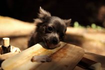 Chihuahua perro robando comida de una tabla de madera en el parque - foto de stock