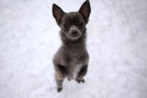 Portrait of a Chihuahua dog standing in snow begging — Stock Photo