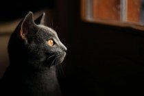 Perfil de un gato mirando a través de una ventana, vista lateral - foto de stock