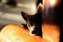 Чихуахуа-собака отдыхает на диване — стоковое фото