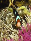 Pesce pagliaccio nascosto nella barriera corallina, Gorontalo, Indonesia — Foto stock