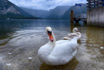 Belos cisnes brancos em um lago, Hallstatt, Gmunden, Áustria — Fotografia de Stock