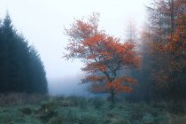 Scenic view of Foggy park landscape, Cootehill, Ireland — Stock Photo