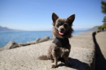 Chihuahua dog sitting by a lake — Stock Photo