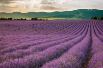 Scenic view of Lavender field, Bulgaria — Stock Photo