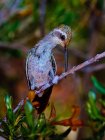 Primo piano vista di Blue Throated Hummingbird pulizia del becco — Foto stock