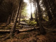 Malerischer Blick auf Holztreppe im Wald, Island — Stockfoto