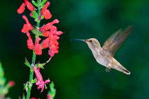 Kolibri mit schwarzem Kinn schwebt an einer Chuparosa-Blume — Stockfoto