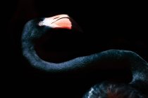Retrato de um flamingo preto, fundo preto — Fotografia de Stock