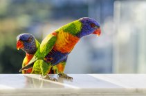 Zwei Regenbogenlorikeet-Vögel auf verschwommenem Hintergrund — Stockfoto