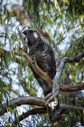 Невиставлений рахунок чорний какаду сидячи на гілці дерева — стокове фото