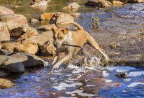 Amerikanischer Staffordshire Terrier Hund spielt im Fluss — Stockfoto