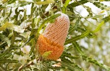 Vista de close-up da flor Banksia, Austrália Ocidental, Austrália — Fotografia de Stock