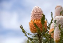 Vista da vicino del fiore di Banksia, Australia Occidentale, Australia — Foto stock