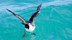 Australian pied cormorant bird in sea blue water — Stock Photo