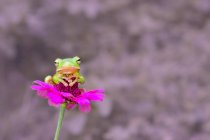 Laubfrosch auf einer Blume, Nahaufnahme — Stockfoto