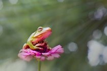 Білосніжна деревна жаба на квітці, вид крупним планом — стокове фото