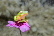 Laubfrosch auf einer Blume, Nahaufnahme — Stockfoto