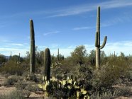 Vue panoramique sur les cactus de Saguaro, Arizona, Amérique, USA — Photo de stock