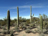 Scenic view of Saguaro cacti, Arizona, America, USA — Stock Photo