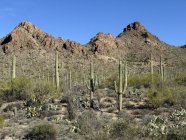 Malerischer Blick auf Saguaro-Kakteen, arizona, amerika, usa — Stockfoto