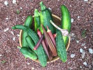 Cuenco con calabacines recién recogidos, pepinos, okra y ajo - foto de stock