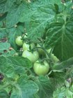 Vista close-up de tomates de videira verde no jardim — Fotografia de Stock