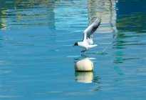 Вид сбоку на посадку Seagull на синем море — стоковое фото