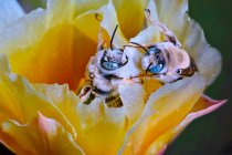 Two Cactus Bees Facing Off on a cactus flower — Stock Photo