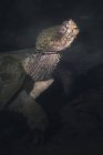 Common snapping turtle in water, selective focus — Stock Photo