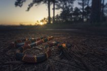 Восточная коралловая змея в сумерках в сосновых лесах — стоковое фото