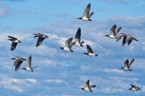 Vue panoramique du troupeau d'oies volant dans le ciel — Photo de stock