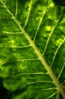 Primer plano de las hojas verdes de Taro - foto de stock