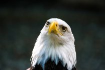 Retrato de un águila calva, sobre fondo borroso - foto de stock