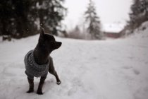 Chihuahua dog wearing a sweater standing in the snow — Stock Photo