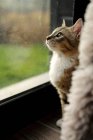 Gatto che guarda fuori da una finestra, vista da vicino — Foto stock