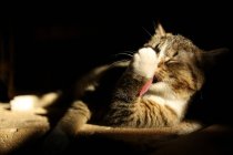 Gatto leccare zampa contro scuro sfondo — Foto stock
