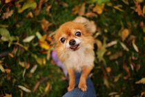 Chihuahua perro de pie sobre sus patas traseras rogando - foto de stock