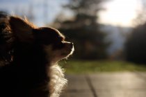Retrato de un lindo perro Chihuahua a la luz del sol - foto de stock