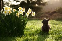 Chihuahua dog sitting in a garden by daffodils — Stock Photo