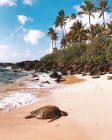 Tortuga en la playa, Honolulu, Oahu, Hawaii, America, USA - foto de stock