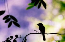 Silhouette d'un oiseau sur une branche, Gorontalo, Indonésie — Photo de stock