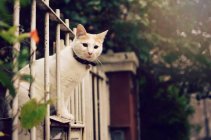Gatto che guarda attraverso una recinzione metallica, vista da vicino — Foto stock
