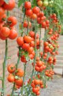 Tomato plants growing against a wall — Stock Photo