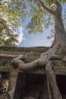 Vista panorâmica da raiz da árvore crescendo no templo Ta Prohm, Angkor Wat, Siem Reap, Camboja — Fotografia de Stock
