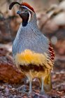 Gambels Quaglia colorato uccello primo piano — Foto stock