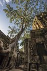 Raíz de árbol creciendo en el templo de Ta Prohm, Angkor Wat, Siem Reap, Camboya - foto de stock