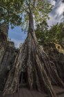 Raiz de árvore crescendo no templo Ta Prohm, Angkor Wat, Siem Reap, Camboja — Fotografia de Stock