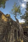 Radice dell'albero che cresce al tempio di Ta Prohm, Angkor Wat, Siem Reap, Cambogia — Foto stock